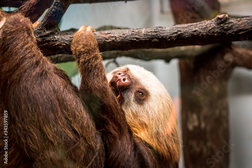Photography Sloth hanging around at the John Ball Zoo in Grand Rapids Michigan
