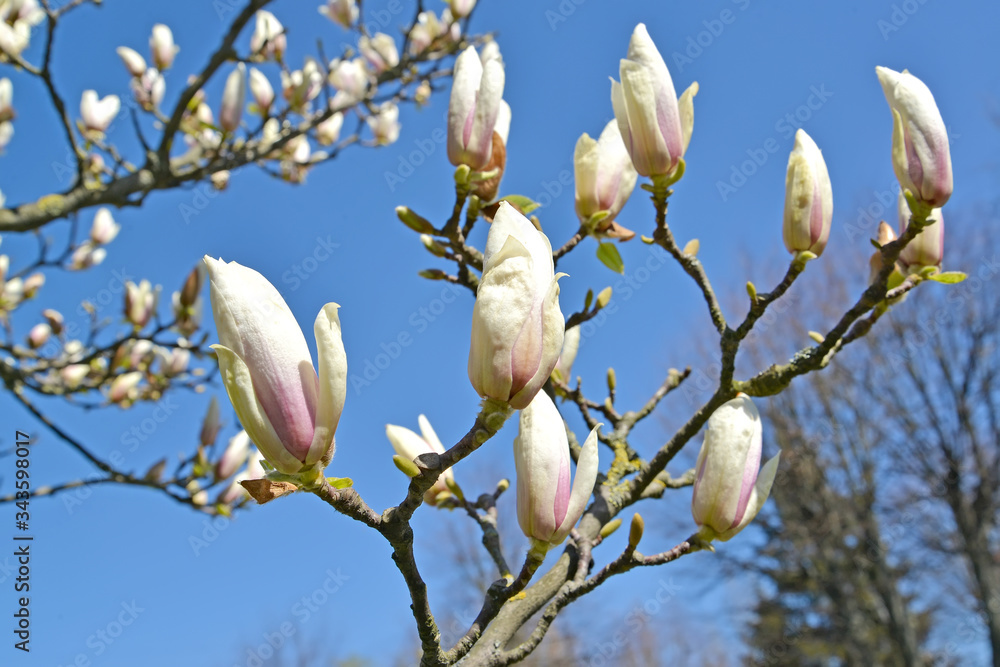 Magnolia Sulange flowers (Magnolia soulangeana). Closeup Magnolia Sulange flowers (Magnolia soulangeana). Closeup