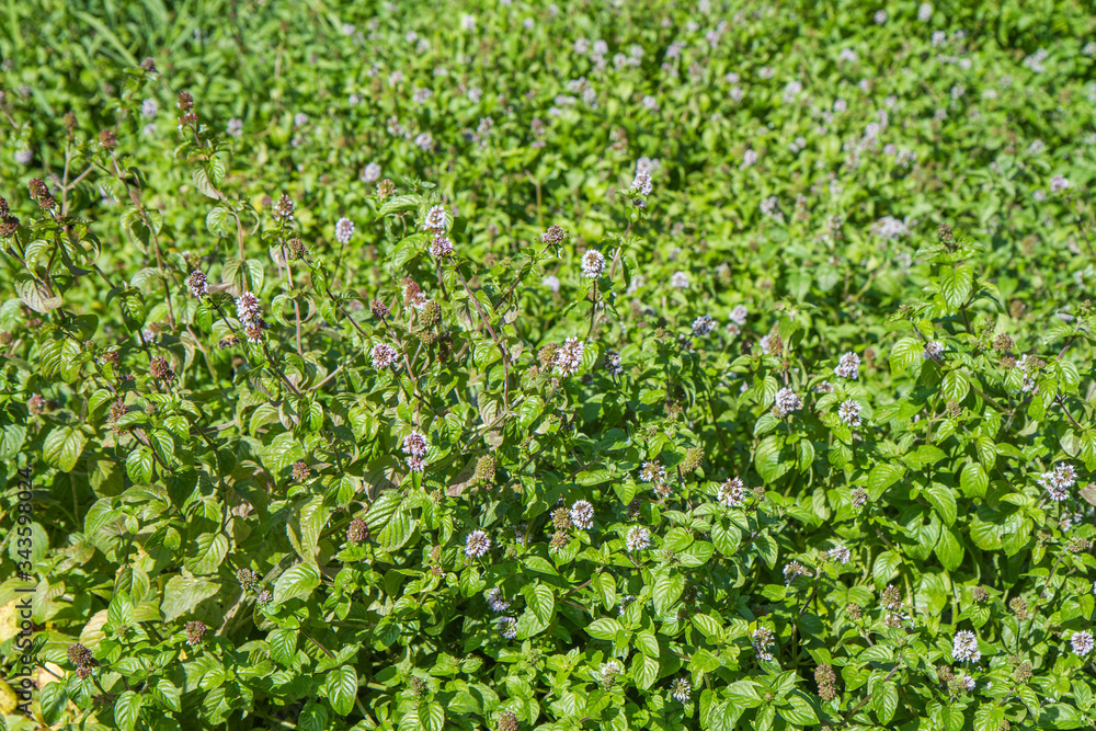 Blooming mint or mentha, outdoor, in the summer Blooming mint or mentha, outdoor, in the summer