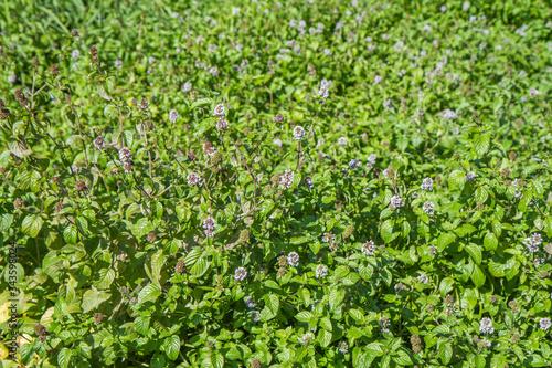 Blooming mint or mentha  outdoor  in the summer