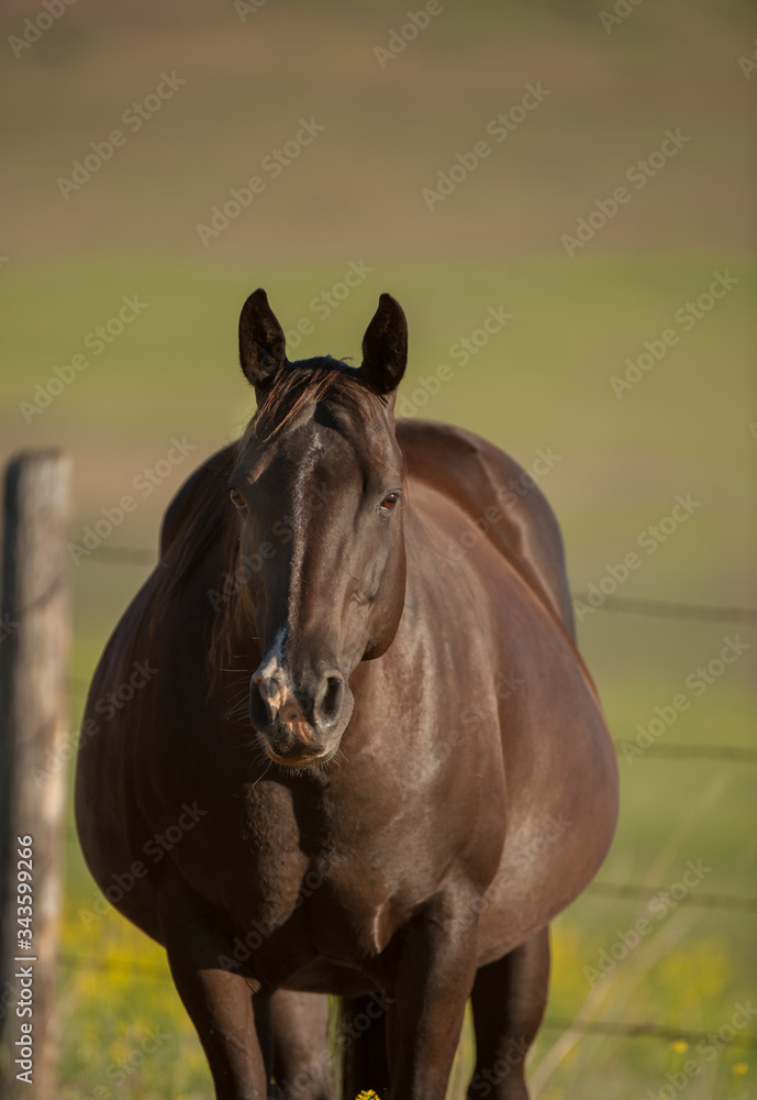 Pregnant Horse