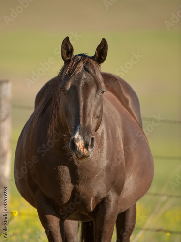 Pregnant Mare Horse Very Fat Quarter Horse Mare Dark brown with Snip Very about to give birth  photo