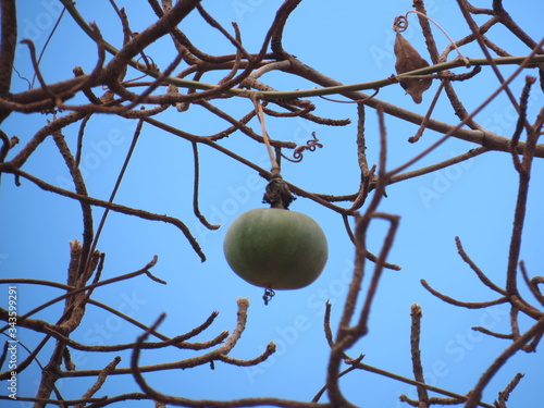 fruta mucugê 