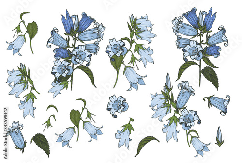 Bluebells flowers, set of flower buds and leaves 