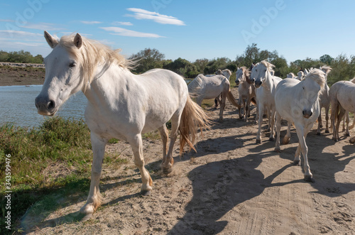 A herd of mare of white horses of Camargue are playing in the pond
