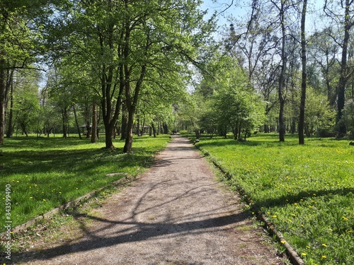 Fototapeta Naklejka Na Ścianę i Meble -  Big alley in the park with green trees