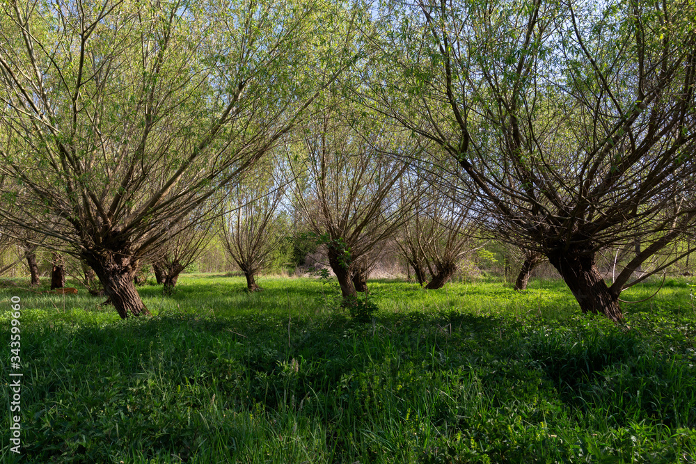 Willow grove - Salix viminalis - growing in beautiful, green, spring grass. Czech republic.