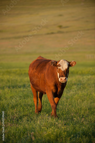 brown and white beef cow in pasture on cattle ranch in montana USA © Shawn Hamilton CLiX 