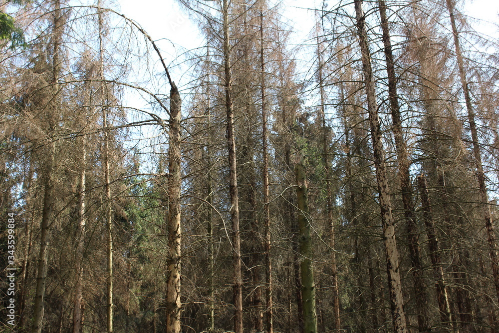 der Wald stirbt der Wald stirbt