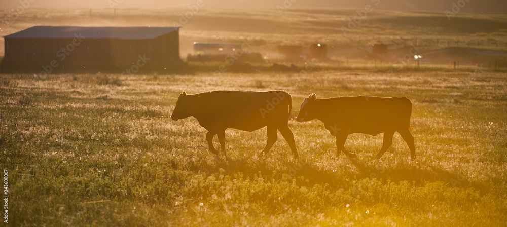 silhouette of cows in pasture on cattle ranch in rural Montana USA on small hobby farm at sunset horizontal format room for type  - obrazy, fototapety, plakaty 