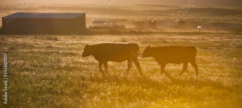 silhouette of cows in pasture on cattle ranch in rural Montana USA on small hobby farm at sunset horizontal format room for type 