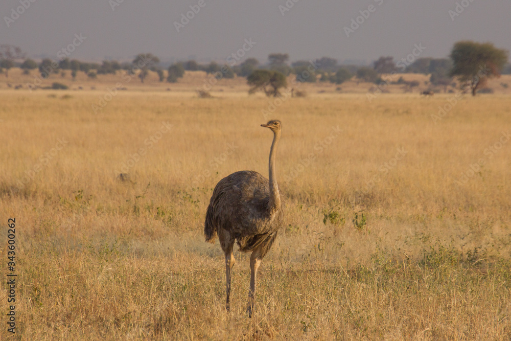 Naklejka premium Male ostrich walking around in the african steppe