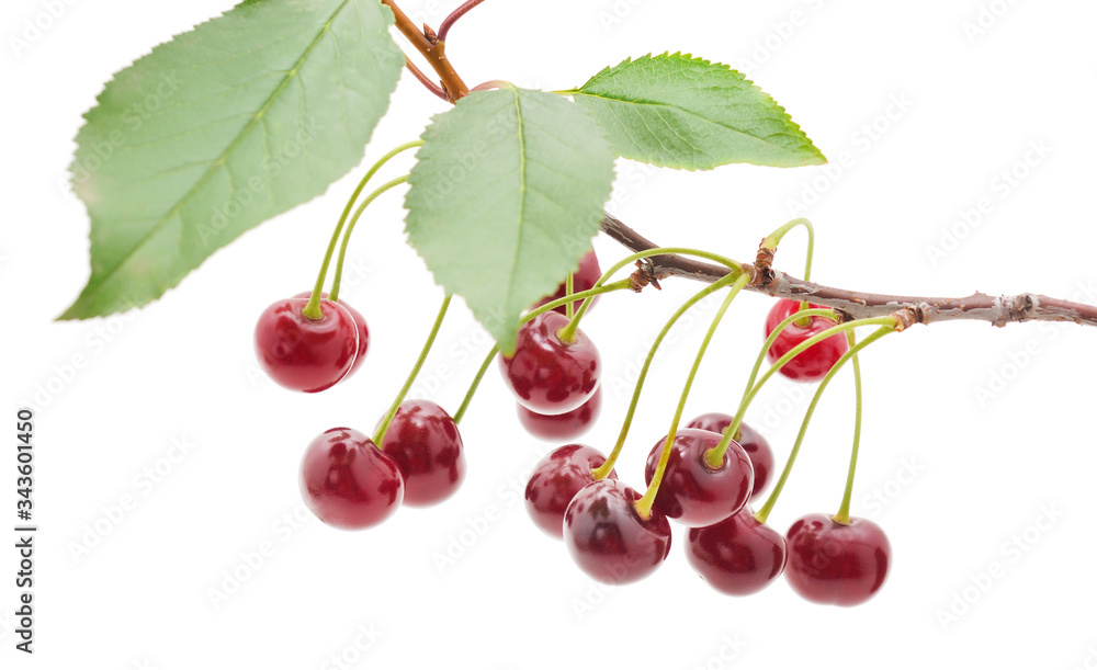 Branch with cherries and leaves. Branch with cherries and leaves.