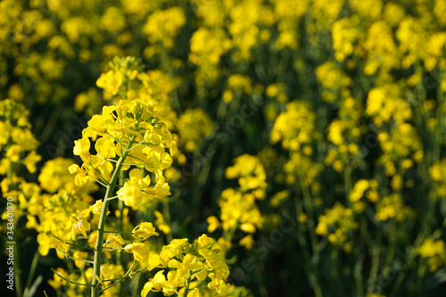 Rapeseed field, Blooming canola flowers close-up. Bright yellow rapeseed oil. Flowering rapeseed.