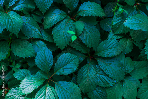 Wild grapes foliage background. Green leaves of the wild grapes with the rain water drops. Natural leaves background.