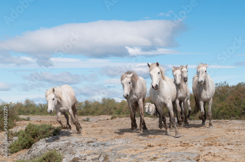 Fototapeta Naklejka Na Ścianę i Meble -  A herd of mare of white horses of Camargue are playing in the pond