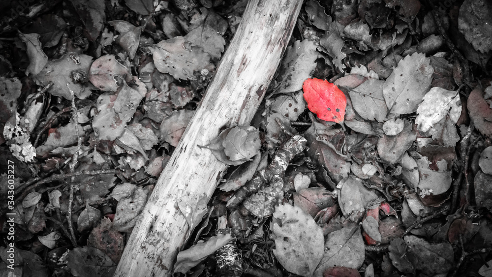 Black and white top down photo of forest leaves with red one colorized, shot at Mavora Lakes, New Zealand Black and white top down photo of forest leaves with red one colorized, shot at Mavora Lakes, New Zealand