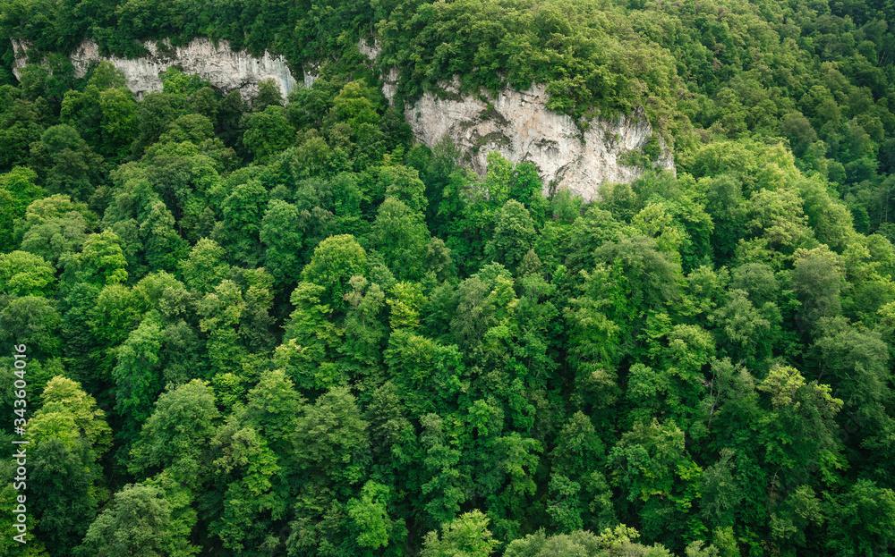 Forest, crowns of trees, green and beautiful dense with rocky cliff. Forest, crowns of trees, green and beautiful dense with rocky cliff.