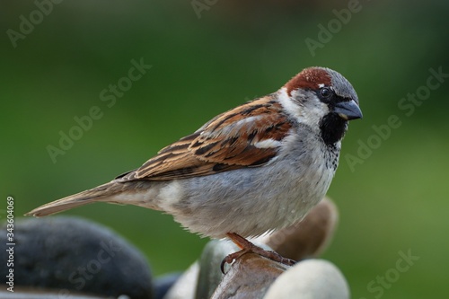 The House sparrow, Passer domesticus,male sitting on a stone at a bird watering hole. Czechia. Europe.