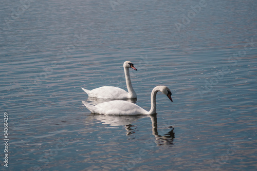 two white swans in a pond  Swan lake