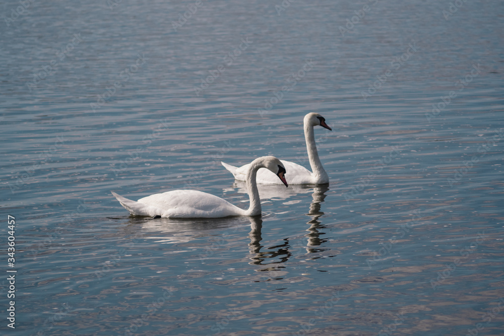 two white swans in a pond, Swan lake