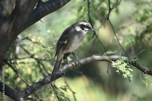 CALANDRIA DE COLA LARGA - ZOÑA (Mimus longicaudatus)