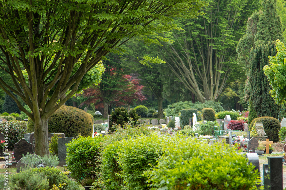 view into a graveyard, trees and gravestones