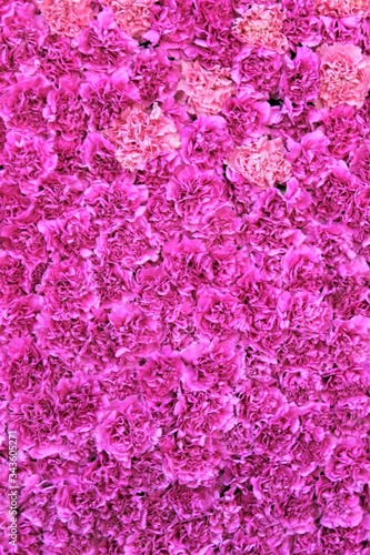 Pink flower background with soft haze pastle powder pink romantic concept mask layer fade for wedding or Valentine   s Day