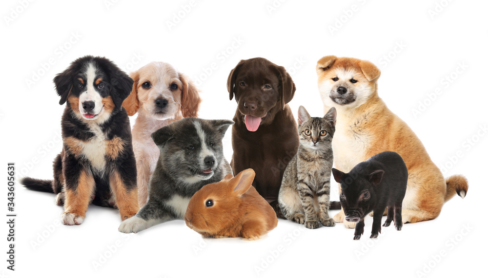 Collage with different adorable baby animals on white background Collage with different adorable baby animals on white background