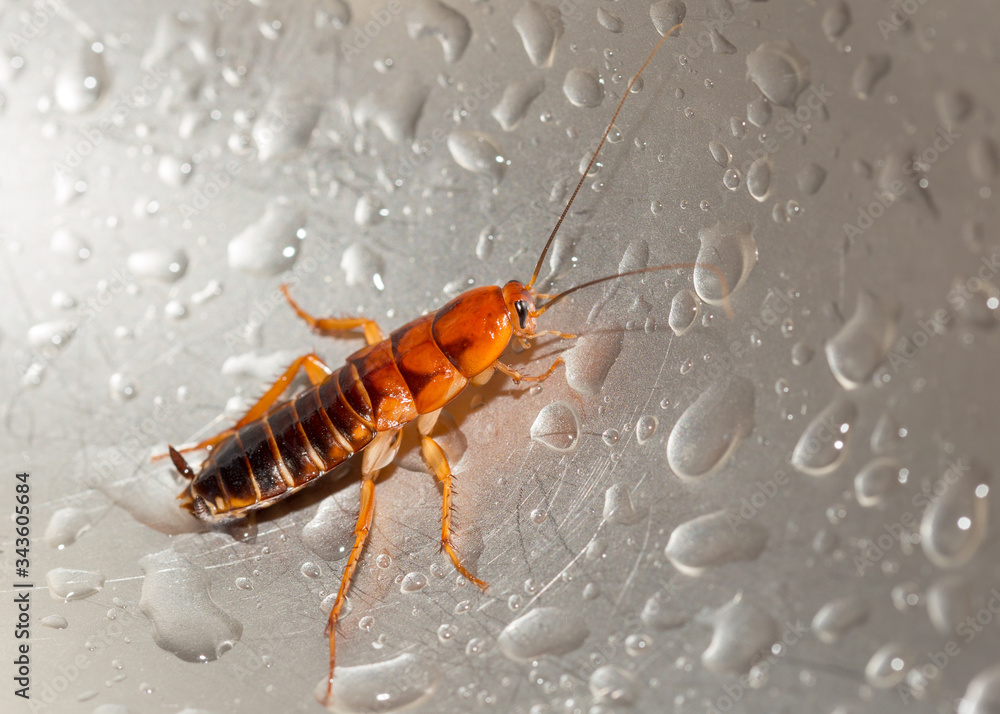 Large cockroach in a stainless steel sink against the background of a drop of water Large cockroach in a stainless steel sink against the background of a drop of water
