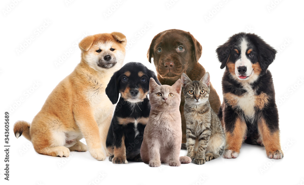 Collage with different adorable baby animals on white background Collage with different adorable baby animals on white background