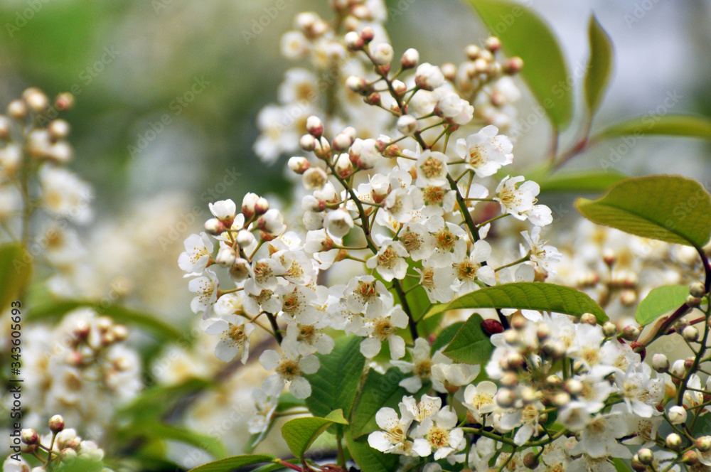 In spring, prunus padus blooms in nature In spring, prunus padus blooms in nature