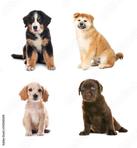Collage with adorable puppies on white background. Baby animals