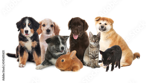 Collage with different adorable baby animals on white background © New Africa
