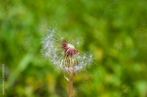 dapple on the green grass in garden on blurred background