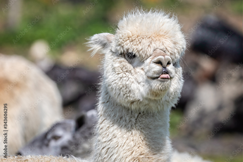 Close of white Alpaca with head erect and funny expression