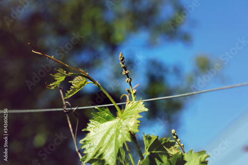 Weinblatt an einem Rebstock