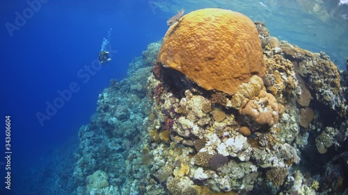 Coral and fish, Sanganeb reef, Red Sea, Sudan. photo