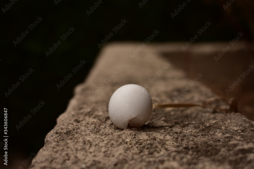 huevo de pajaro huevo de pajaro