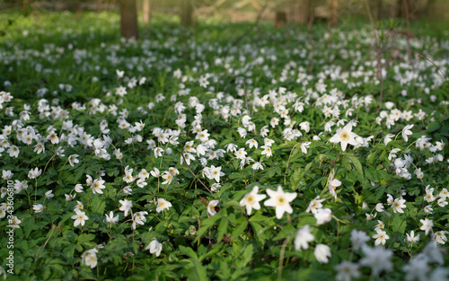 Forest blooming in springtime. White flowers in forest
