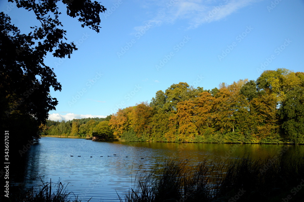 Fototapeta premium autumn in the park