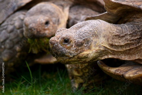 turtle friends