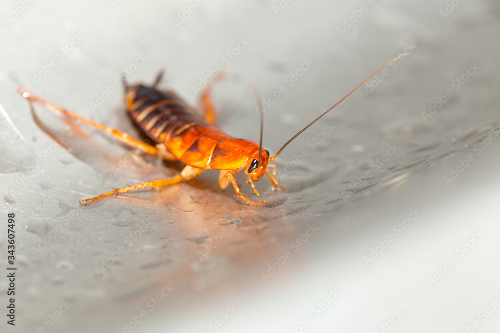 Large cockroach in a stainless steel sink against the background of a drop of water Large cockroach in a stainless steel sink against the background of a drop of water