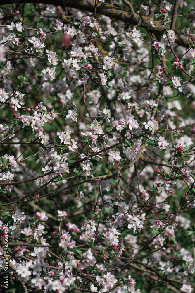 Obraz premium blooming tree branch, blooming gardens in spring