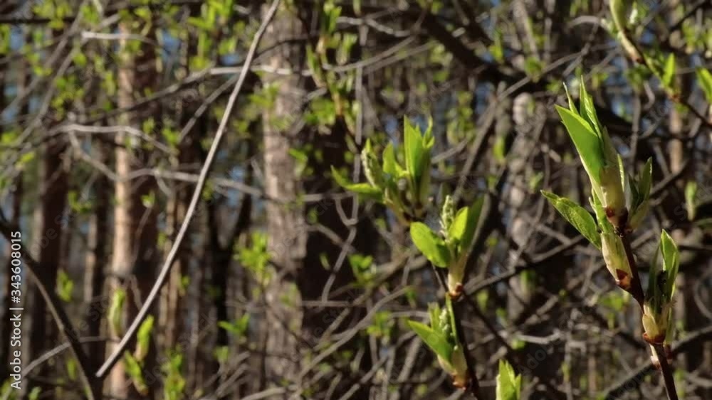 The buds of the tree blossomed. the beginning of spring The buds of the tree blossomed. the beginning of spring