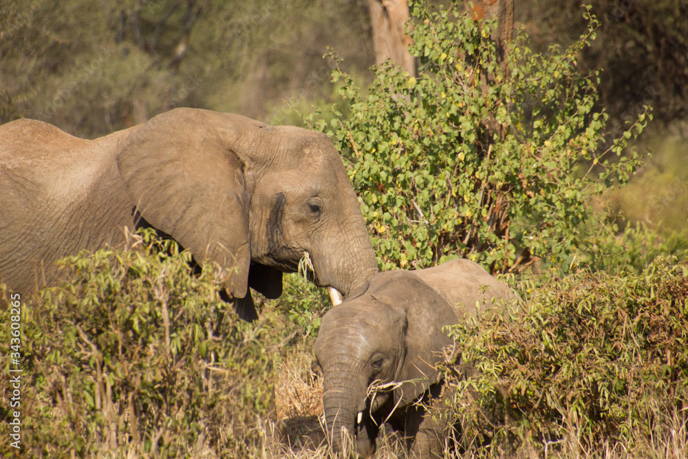 Young and adult elephant in the african savannah