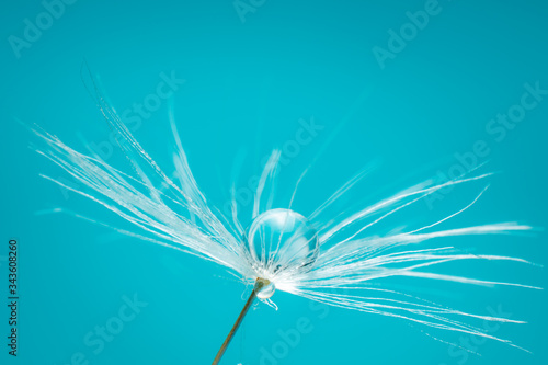 Fototapeta Naklejka Na Ścianę i Meble -  Close up shot of the pappus of a dandelion seed, with water drops on it againts a blue background