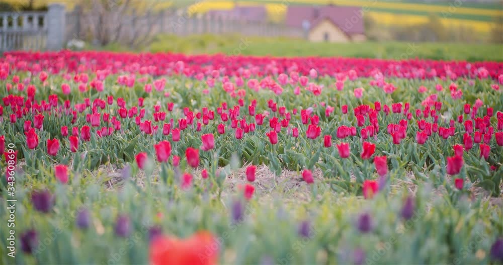Blooming Tulips on Flowers Plantation Farm Blooming Tulips on Flowers Plantation Farm
