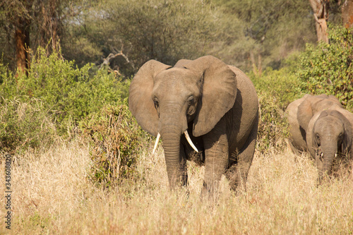 Elephant looking at you in the african savannah