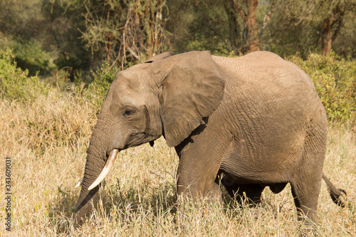 Beautiful elephant walking around in the african steppe